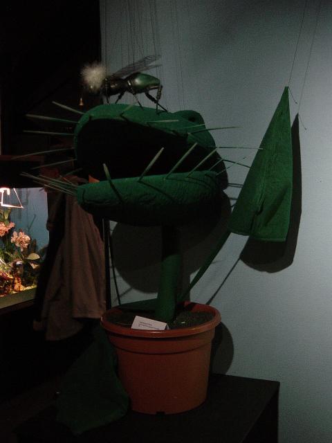 22 flytrap.JPG